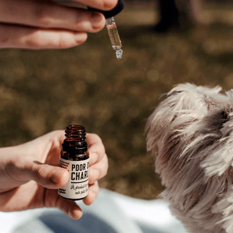 Poor Dog Charlie CBD 3