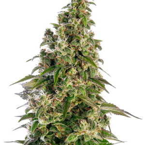 Afghani #1 Auto