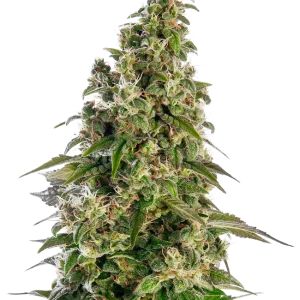 Afghani #1 Semillas autoflorecientes