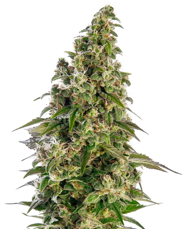 Afghani #1 Semillas autoflorecientes