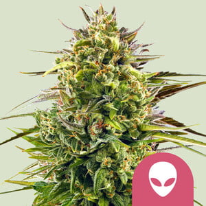 Alien OG Feminised