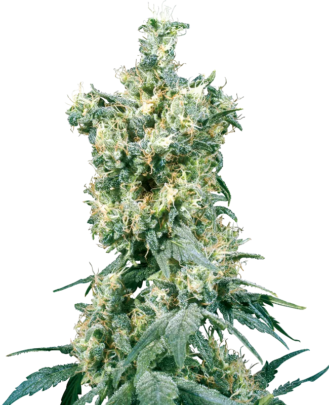 American Dream Regular