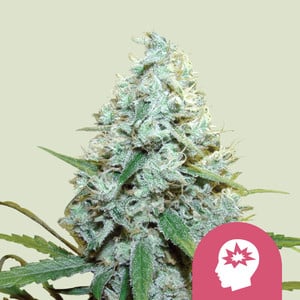 AMG - Amnesia Mac Ganja Feminised