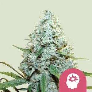 AMG - Amnesia Mac Ganja Semillas feminizadas