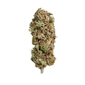 AMG - Amnesia Mac Ganja Nasiona feminizowane - obrazek 3