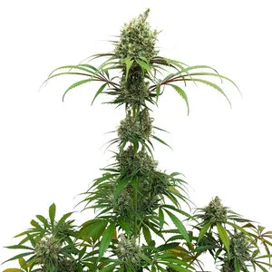 AMG - Amnesia Mac Ganja Nasiona feminizowane - obrazek 4