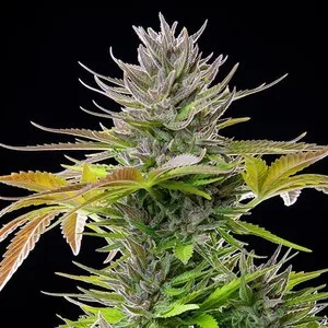 AMG - Amnesia Mac Ganja Nasiona feminizowane - obrazek 5