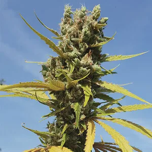 AMG - Amnesia Mac Ganja Nasiona feminizowane - obrazek 6