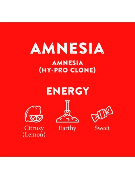 Amnesia CBD Distillate Cartridge 91% Cannabinoids 4
