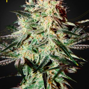 Arjan's Strawberry Haze Feminised