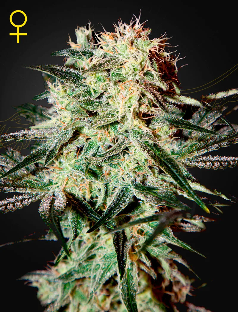 Arjan's Strawberry Haze Feminisierte Samen – Bild 2