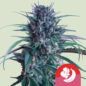 Banana Brawler Feminised