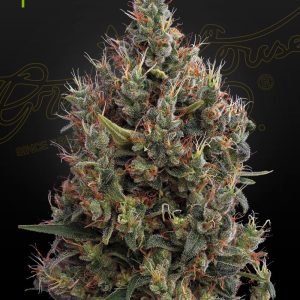 Big Bang Auto
