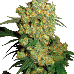 Big Bud Regular