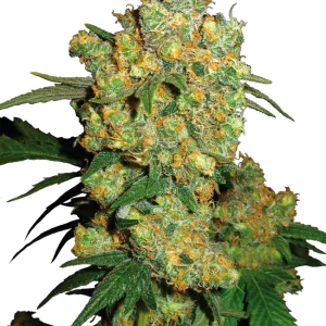 Big Bud Semillas regulares