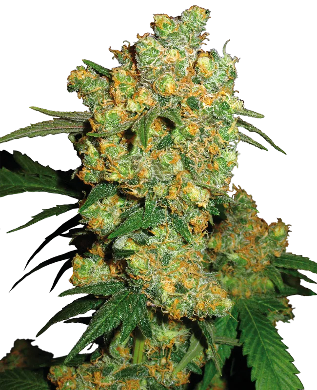 Big Bud Graines Régulières