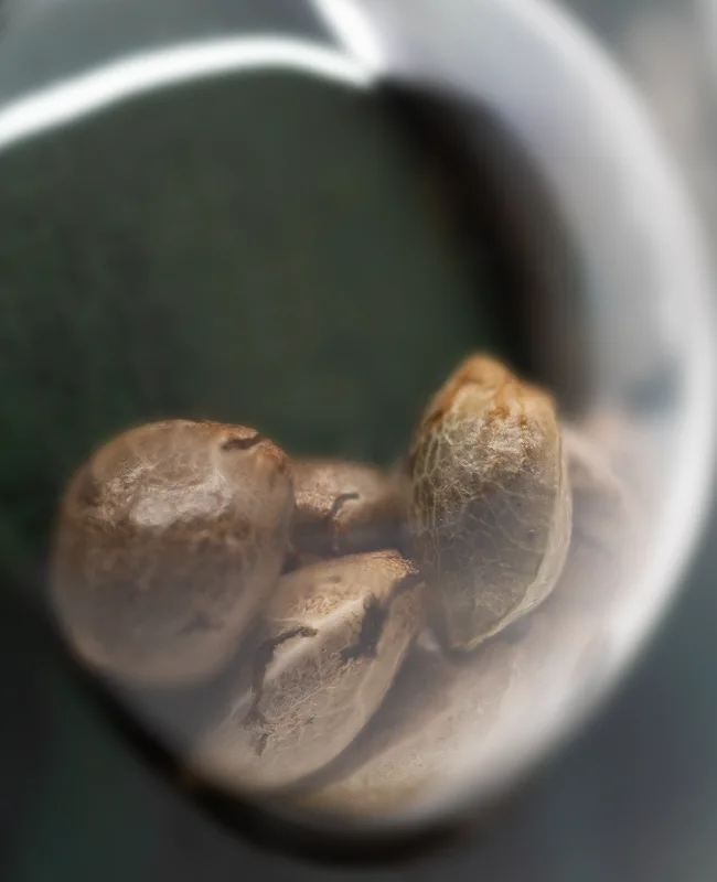 Big Bud Graines Régulières – Image 3
