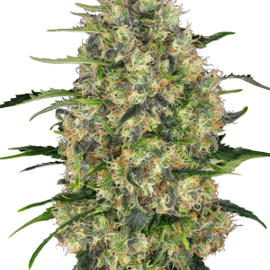 Black Domina Feminised