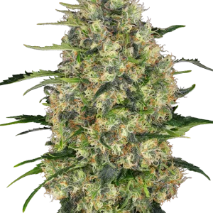Black Domina Feminised