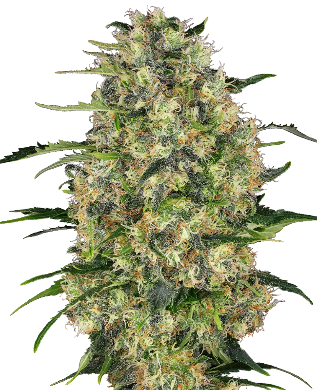Black Domina Feminised