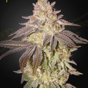 Black Toffee Auto