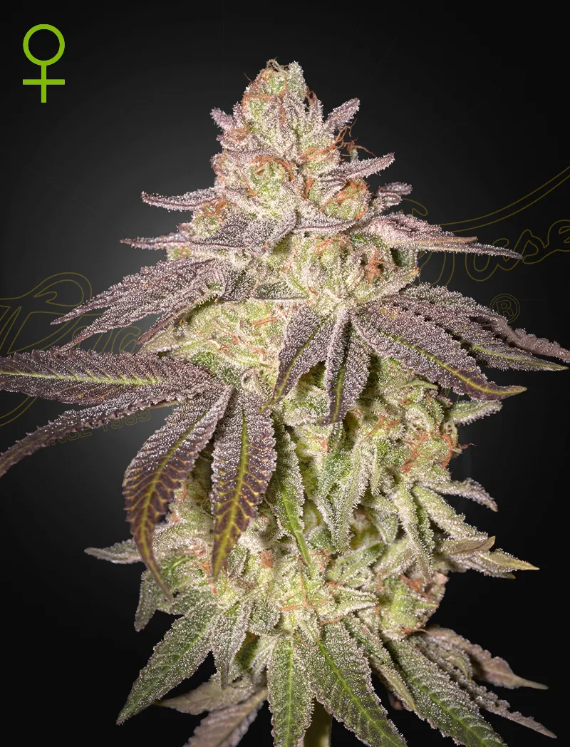 Black Toffee Auto Semi Autofiorenti