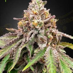 Blue Haze x Gelato 41 Auto Automatik Samen