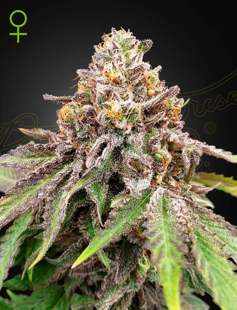 Blue Haze x Gelato 41 Auto Automatik Samen