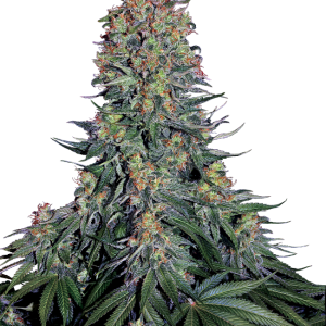 Blue Skunk Feminised