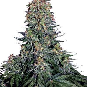 Blue Skunk Feminised