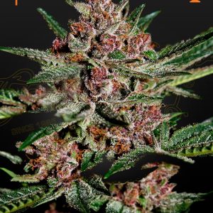 Bubba Kush Feminised