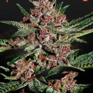 Bubba Kush Semillas feminizadas