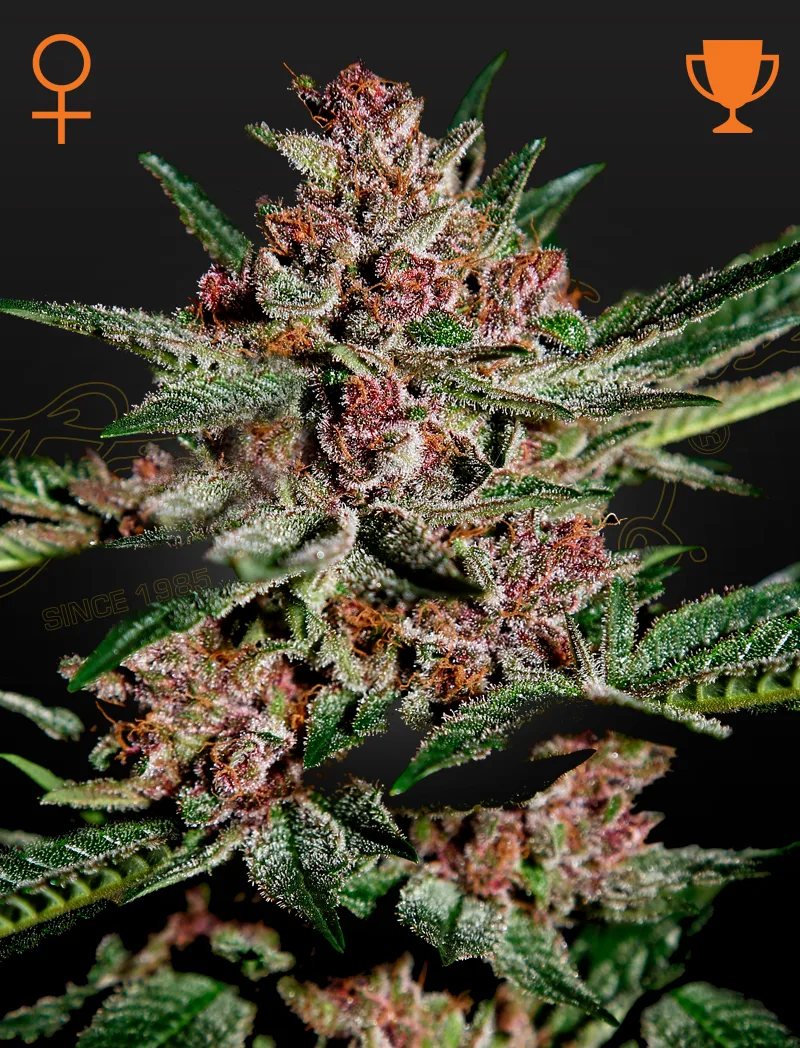 Semințe de canabis feminizate Bubba Kush