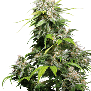 California Indica Regular