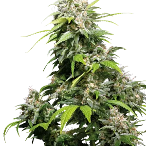 California Indica Semillas regulares