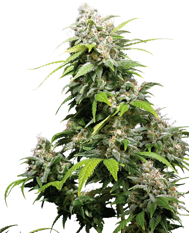 California Indica Semillas regulares