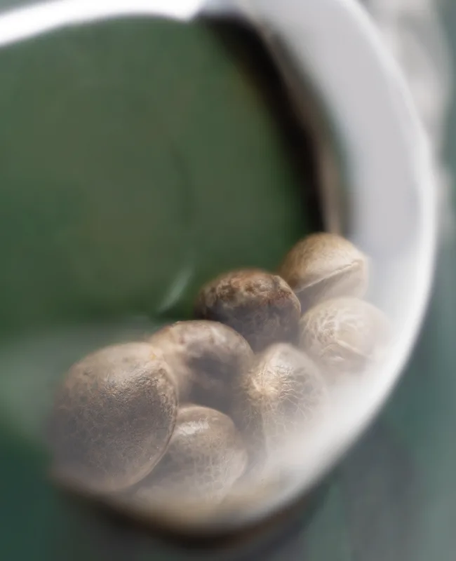 California Indica Semillas regulares - Imagen 3