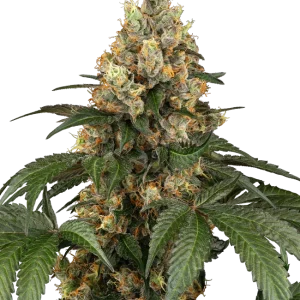 Chocolate Rainbow XXL Feminised