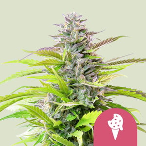 Cookies Gelato Feminised