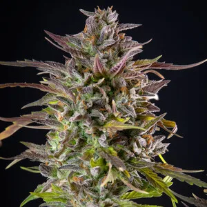 Cookies Gelato Semillas feminizadas - Imagen 3