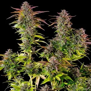 Cookies Gelato Semillas feminizadas - Imagen 4
