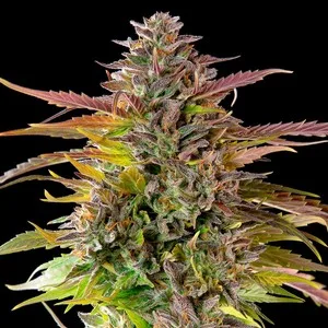 Cookies Gelato Semillas feminizadas - Imagen 5