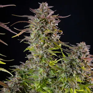 Cookies Gelato Semillas feminizadas - Imagen 6