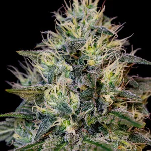 Cookies Gelato Semillas feminizadas - Imagen 8