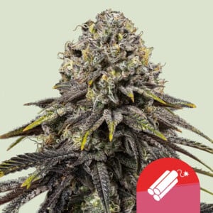 Dynamite Diesel Feminised