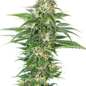 Early Skunk Auto