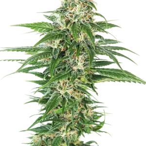 Early Skunk Auto