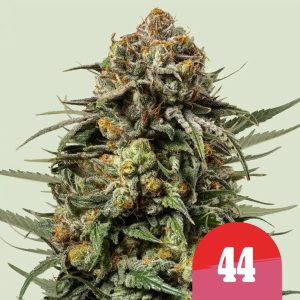 Gelato 44 Feminised