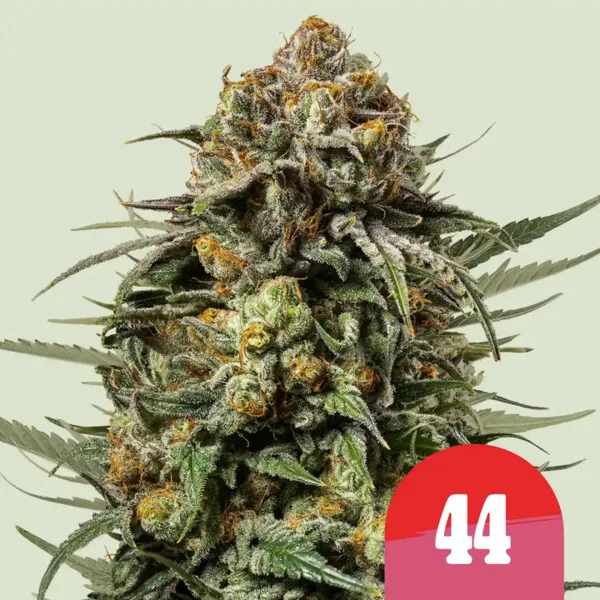 Gelato 44 Nasiona feminizowane