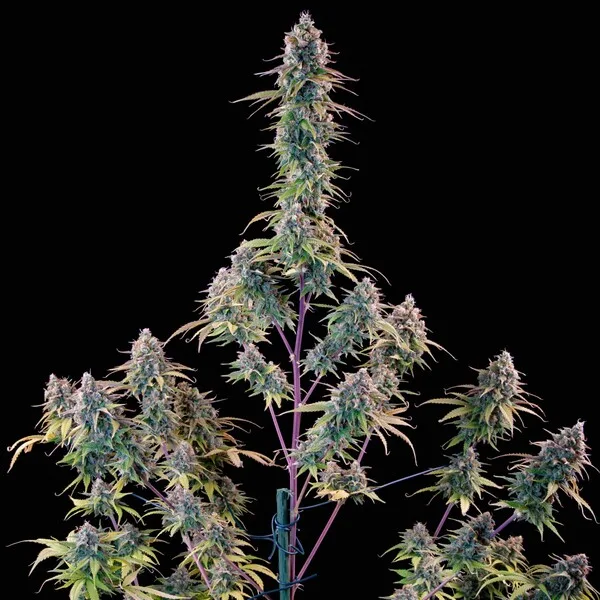 Gelato 44 Nasiona feminizowane - obrazek 3